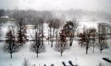 White snow on the ground and bare trees