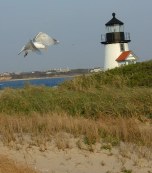 Seagull flying in front of lighthouse viewed over dunes