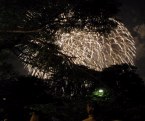 Fireworks through the trees