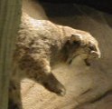 Cougar in an exhibit