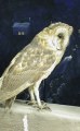 Owl in an exhibit