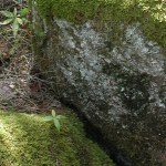 Some rocks covered with green moss